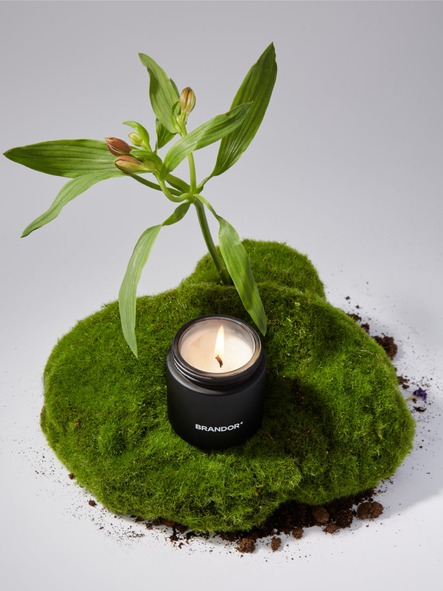 Hovering Woodland